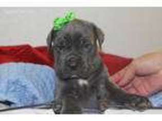 Neapolitan Mastiff Puppy for sale in El Dorado Springs, MO, USA