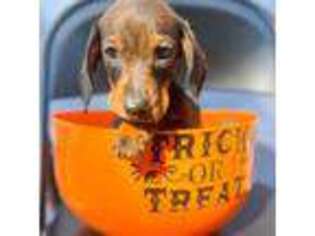 Dachshund Puppy for sale in Perry, FL, USA