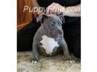 Mutt Puppy for sale in Athens, TX, USA