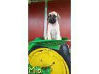Mastiff Puppy for sale in Deridder, LA, USA