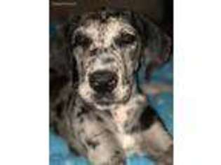 Great Dane Puppy for sale in Middlesex, NC, USA