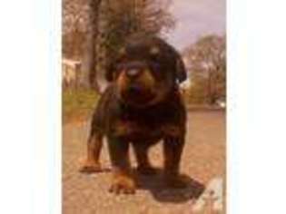 Rottweiler Puppy for sale in JAMAICA, NY, USA