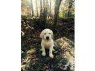 Labrador Retriever Puppy for sale in EASLEY, SC, USA