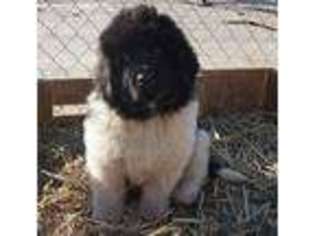Newfoundland Puppy for sale in Arthur, IL, USA