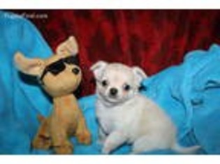 Chihuahua Puppy for sale in Walterboro, SC, USA