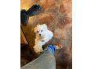 Maltese Puppy for sale in Waldron, AR, USA