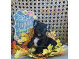 French Bulldog Puppy for sale in Poquoson, VA, USA