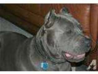 Cane Corso Puppy for sale in CHICAGO HEIGHTS, IL, USA