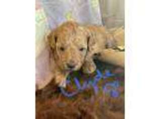 Goldendoodle Puppy for sale in La Salle, CO, USA