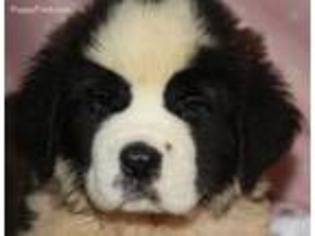 Saint Bernard Puppy for sale in Corunna, MI, USA