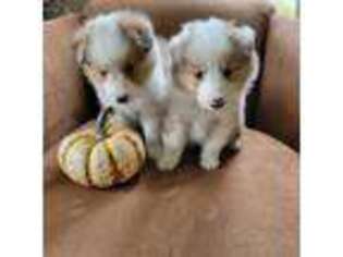 Shetland Sheepdog Puppy for sale in Ontario, NY, USA