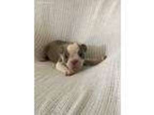 Boston Terrier Puppy for sale in Cave City, KY, USA