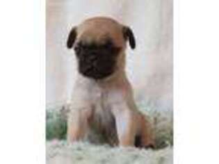 Pug Puppy for sale in New Enterprise, PA, USA