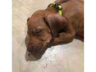 Rhodesian Ridgeback Puppy for sale in Mascotte, FL, USA