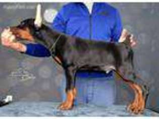Doberman Pinscher Puppy for sale in Falling Waters, WV, USA