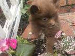 Pomeranian Puppy for sale in Southport, NC, USA