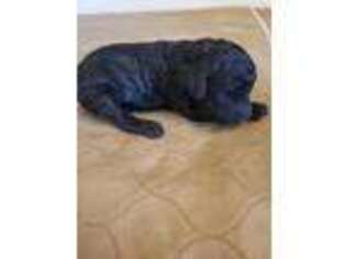 Mutt Puppy for sale in Chewelah, WA, USA
