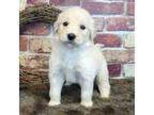 Labradoodle Puppy for sale in Dublin, CA, USA