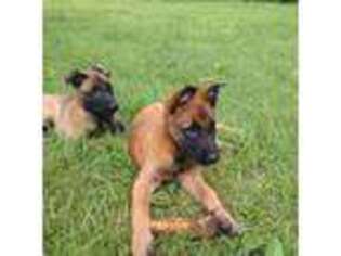Belgian Malinois Puppy for sale in Nora, VA, USA