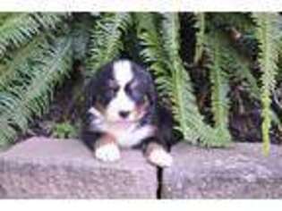 Bernese Mountain Dog Puppy for sale in Auburn, KY, USA