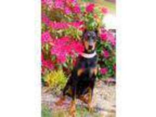 Doberman Pinscher Puppy for sale in Highlandville, MO, USA