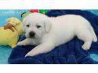 Labrador Retriever Puppy for sale in Lehigh, KS, USA