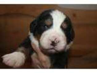 Bernese Mountain Dog Puppy for sale in Mount Horeb, WI, USA