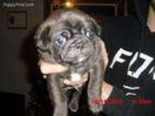 Pug Puppy for sale in Roseau, MN, USA