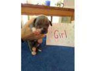 Great Dane Puppy for sale in Deland, FL, USA