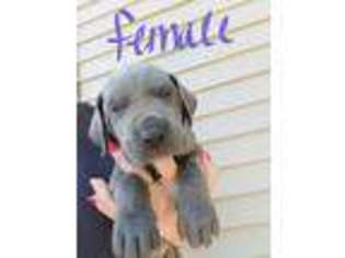 Great Dane Puppy for sale in Bombay, NY, USA