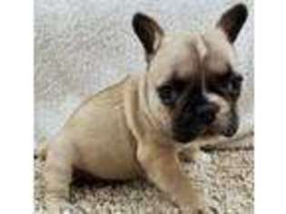 French Bulldog Puppy for sale in Onaga, KS, USA
