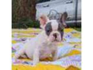 French Bulldog Puppy for sale in Seneca, SC, USA
