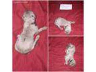 Great Dane Puppy for sale in Winlock, WA, USA