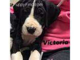 Great Dane Puppy for sale in Billings, MO, USA