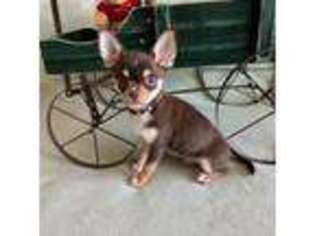 Chihuahua Puppy for sale in Carlisle, PA, USA