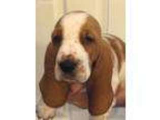 Medium Photo #1 Basset Hound Puppy For Sale in Baxley, GA, USA