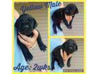 Great Dane Puppy for sale in Lindley, NY, USA