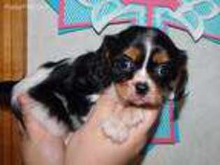 Cavalier King Charles Spaniel Puppy for sale in Poplarville, MS, USA