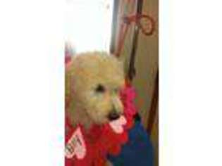 Goldendoodle Puppy for sale in Airway Heights, WA, USA