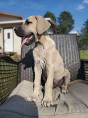 Mutt Puppy for sale in Linton, IN, USA