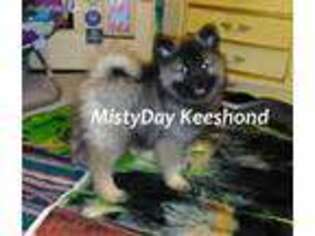 Keeshond Puppy for sale in Atlanta, GA, USA