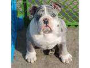 Bulldog Puppy for sale in Lodi, CA, USA