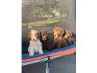 Goldendoodle Puppy for sale in Hanford, CA, USA