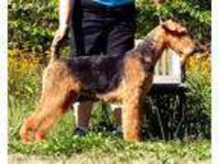 Airedale Terrier Puppy for sale in Akron, OH, USA