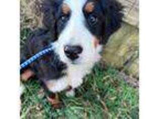 Bernese Mountain Dog Puppy for sale in Yadkinville, NC, USA