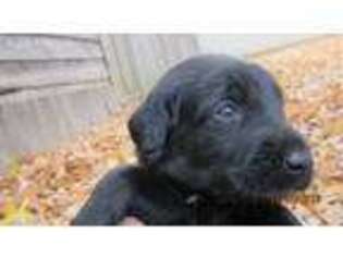 Labradoodle Puppy for sale in Pearl, MS, USA