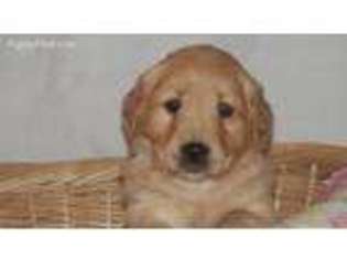Golden Retriever Puppy for sale in Elma, IA, USA