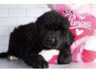 Newfoundland Puppy for sale in Lenoir City, TN, USA