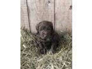 Labradoodle Puppy for sale in Clarksville, TN, USA