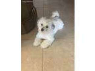 Mutt Puppy for sale in Palm Harbor, FL, USA